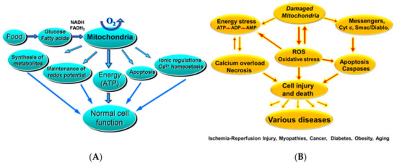 The Role of Antioxidants in Preventing Reperfusion Injury